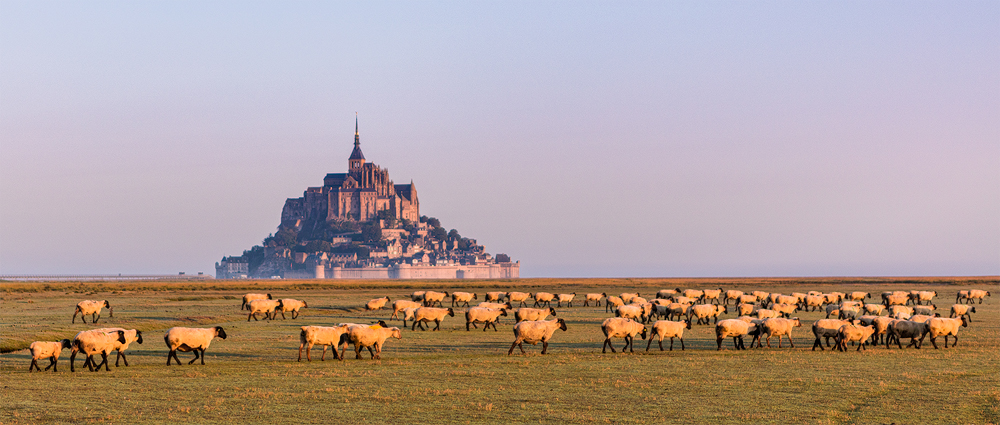 Stáda ovcí u Mont Michel